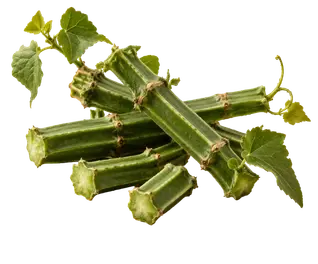 Cissus