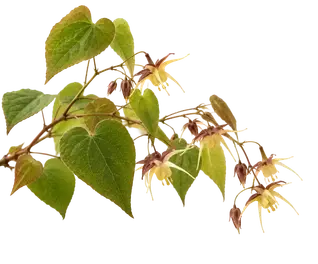 Epimedium