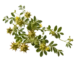 Tribulus Terrestris